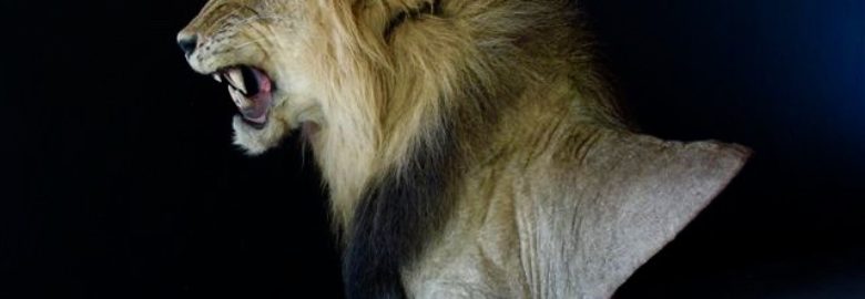 Derek Robinson Taxidermy