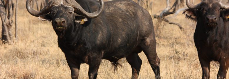 Lentegeur Game Lodge
