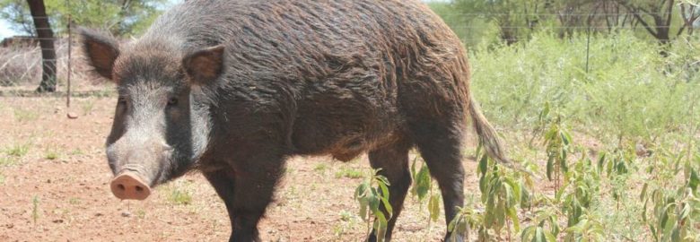 Bosvark Inn Game Farm