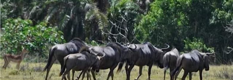 Nyala Valley Game Farm