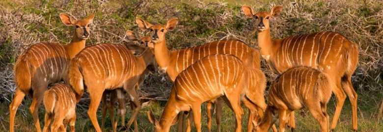 Summers Pride Game Farm