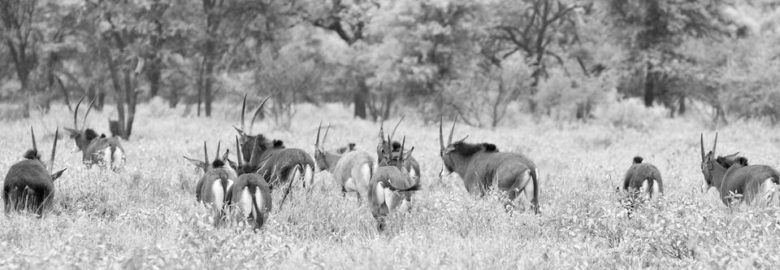 Thulanisafaris – South African Hunting Safaris & Trophy hunting
