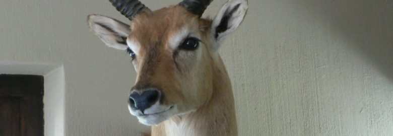 Royal Art Taxidermy & Tannery