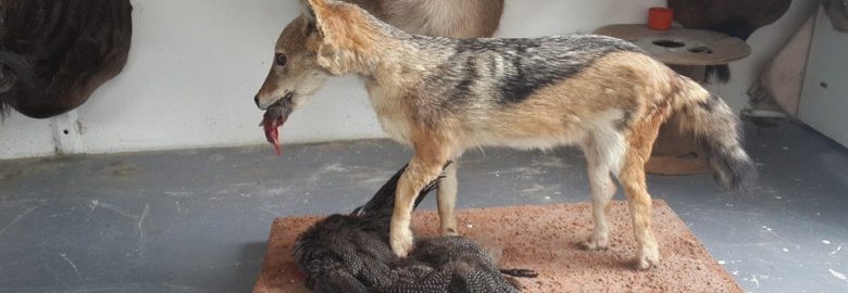 Wiltrus Taxidermy