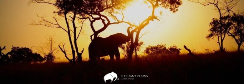 Elephant Plains Game Lodge